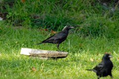 Crow-on-Stone-cropped
