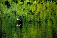 Duck-over-pond-1