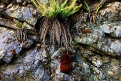 Ferns-and-Rock-2