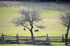 Juxtaposition-Salt-Spring