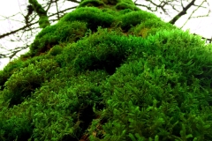 Moss-n-Trees-4