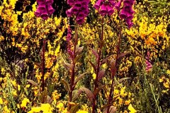 Purple-Foxglove-and-Scotch-Broom-2