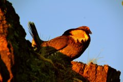 Ruffled-Grouse-4