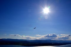 Turkey-Vultures-11-KDOL-Buddhist-Retreat-Mount-Tuam-Salt-Spring-Island-BC