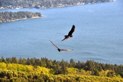 Turkey-Vultures-14-KDOL-Buddhist-Retreat-Mount-Tuam-Salt-Spring-Island-BC