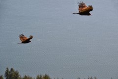 Turkey-Vultures-15-KDOL-Buddhist-Retreat-Mount-Tuam-Salt-Spring-Island-BC