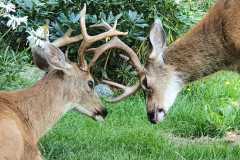 Two-Bucks-Playing